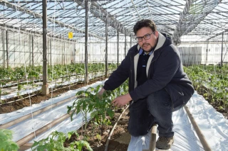 Virus de la tomate : un plan d'indemnisation en préparation