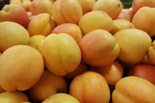 Les pertes en fruits à noyau sont faramineuses