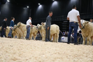 Fête du charolais : « une jeunesse qui donne de l’élan »