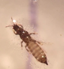 Thrips sur poireau, entre choix variétal et irrigation