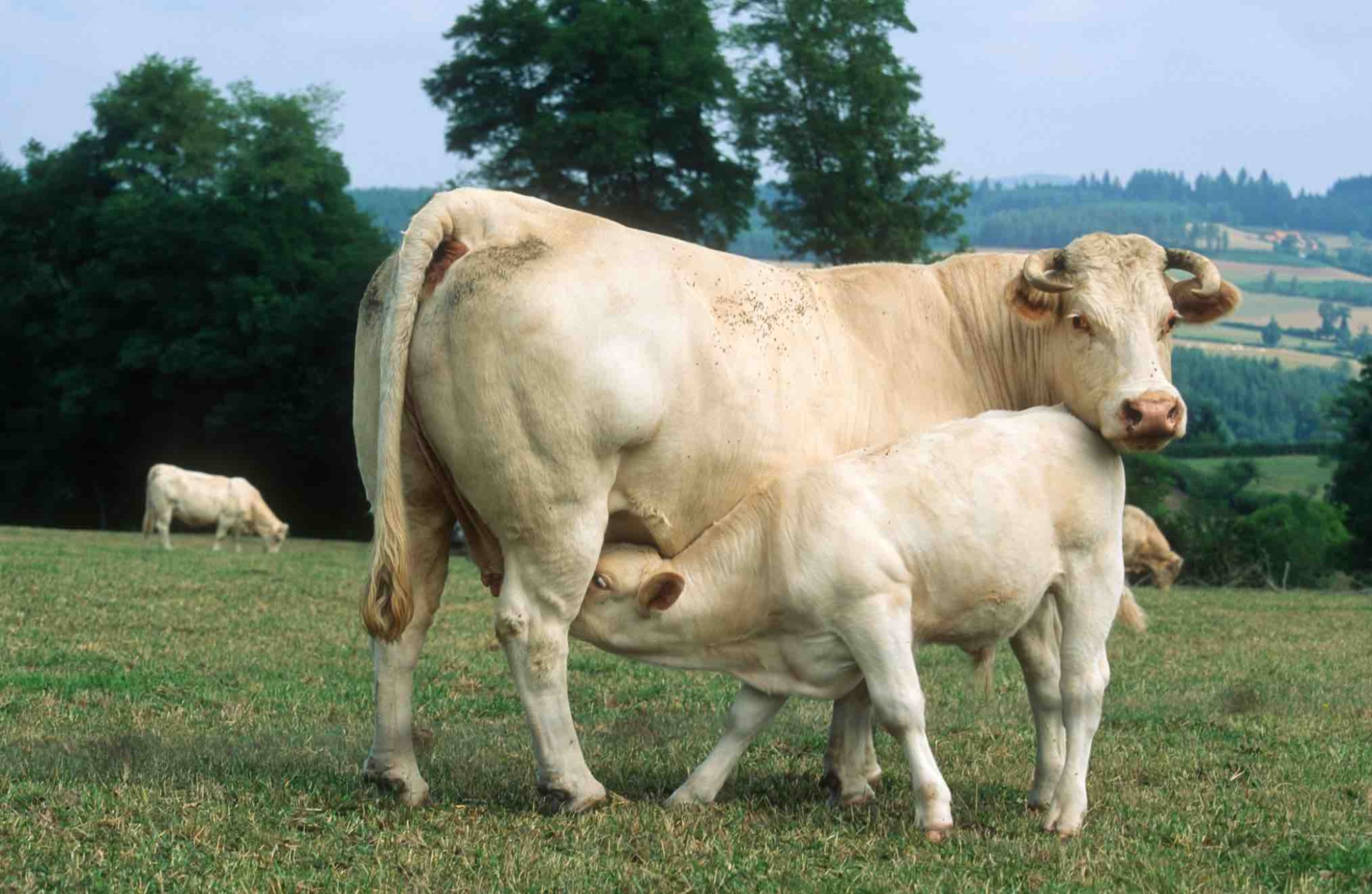 Viande de veau : consommation sur le déclin