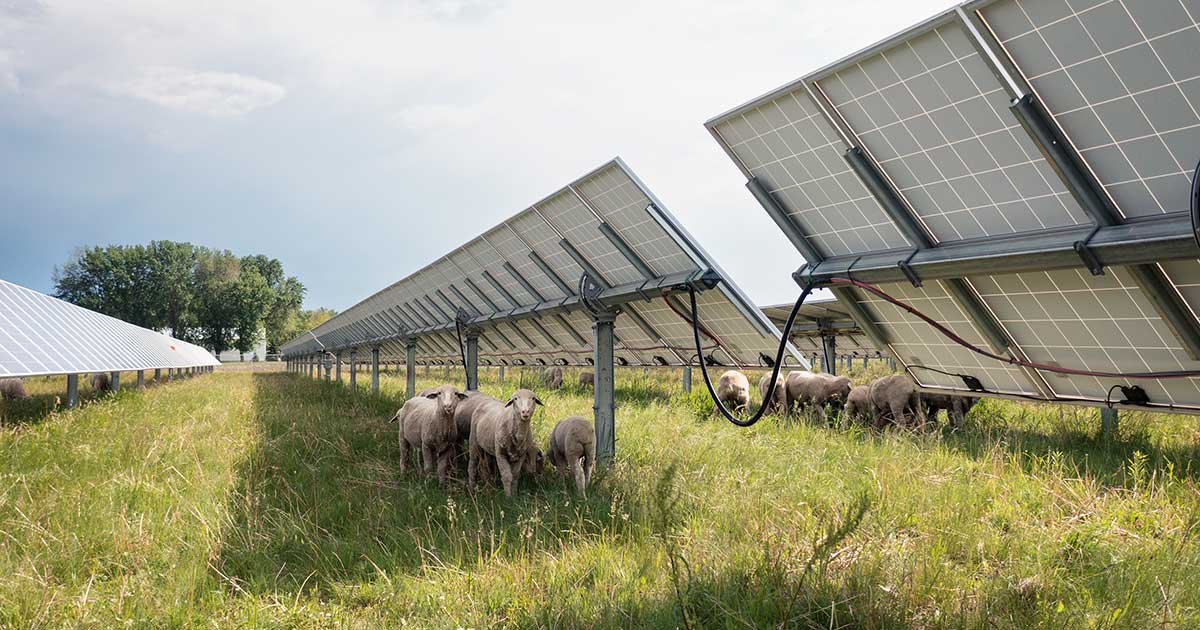 Agrivoltaïsme : 44 % des agriculteurs pensent s’équiper